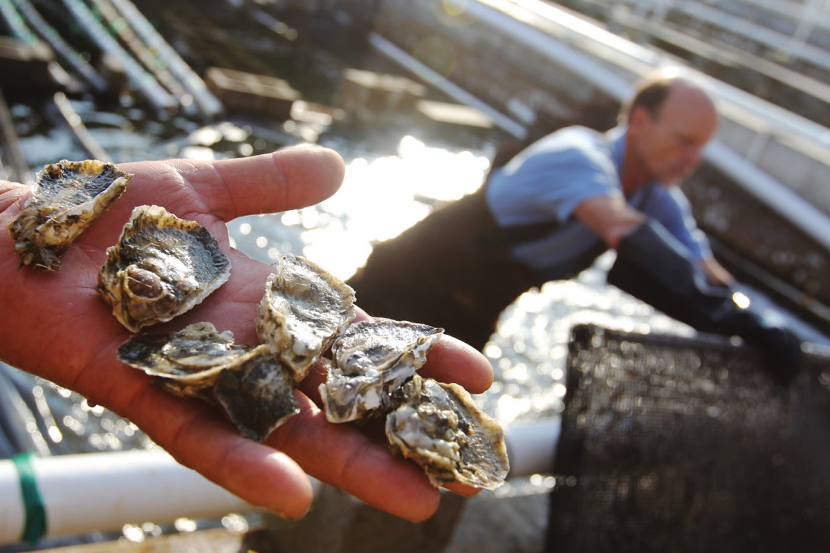 David Cessna shows oysters he has grown while working with Niels Lindquist. Photo by Mary Lide Parker '11