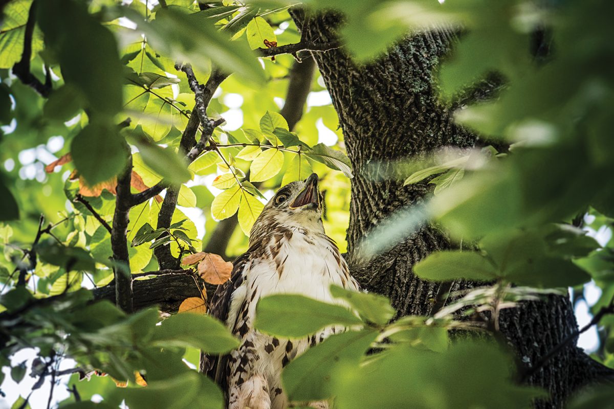 a red-tailed hawk in a tree outside the George Watts Hill Alumni Center in July. This bird’s plans for a bushy-tailed breakfast didn’t work out, and it flew away empty-taloned. ■ Eats: rodentia, some birds, snakes ■ Chapel Hill resident: year-round Photo by Jason D. Smith '94