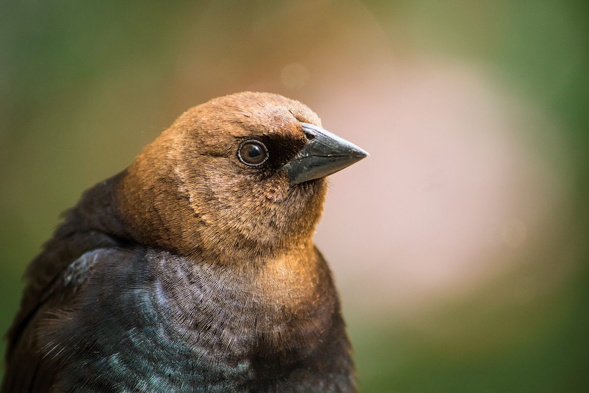 A male brown-headed cowbird. Female cowbirds lay their eggs in other birds’ nests. Most bird species will raise the cowbird as if it were their own. (Here on campus, the surrogate parents mainly seem to be house finches.) Some birds will puncture the cowbird’s egg or push it out of the nest. ■ Eats: seeds, insects ■ Chapel Hill resident: year-round Photo by Jason D. Smith '94