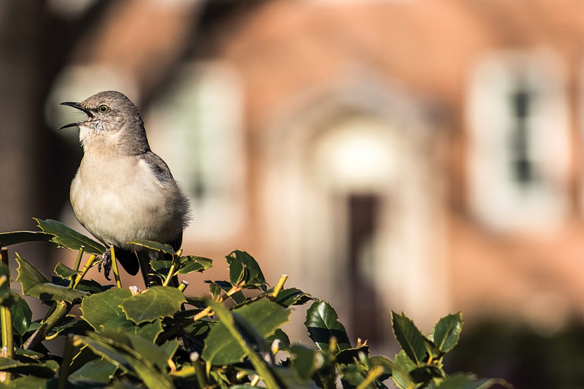 A northern mockingbird runs through some late-afternoon voice exercises near Steele Building on Polk Place. The bird’s scientific name roughly translates to “mimic that speaks many languages.” ■ Eats: insects, fruit ■ Chapel Hill resident: year-round Photo by Jason D. Smith '94