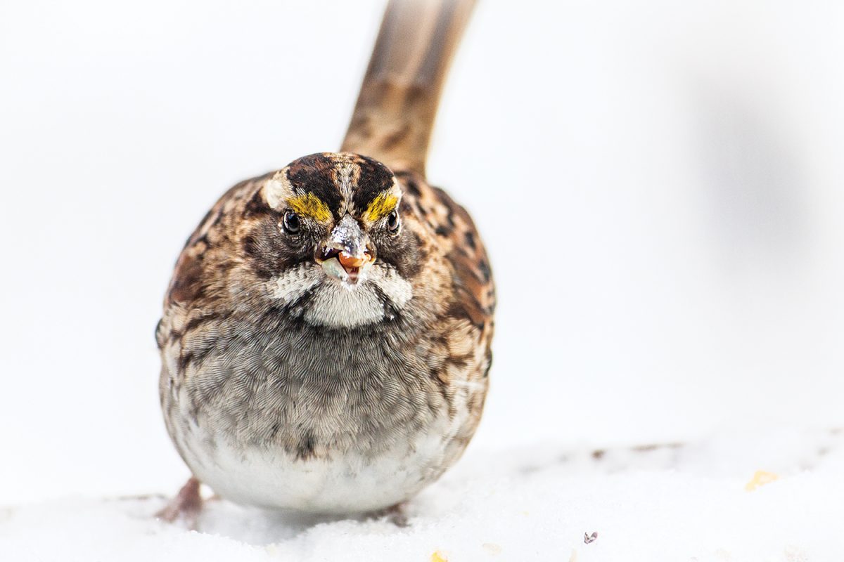 Carolina’s birds likely don’t appreciate the rare campus snow day as much as students do. This hungry white-throated sparrow has puffed itself up against the January cold. ■ Eats: seeds, fruit, insects ■ Chapel Hill resident: winter Photo by Jason D. Smith '94