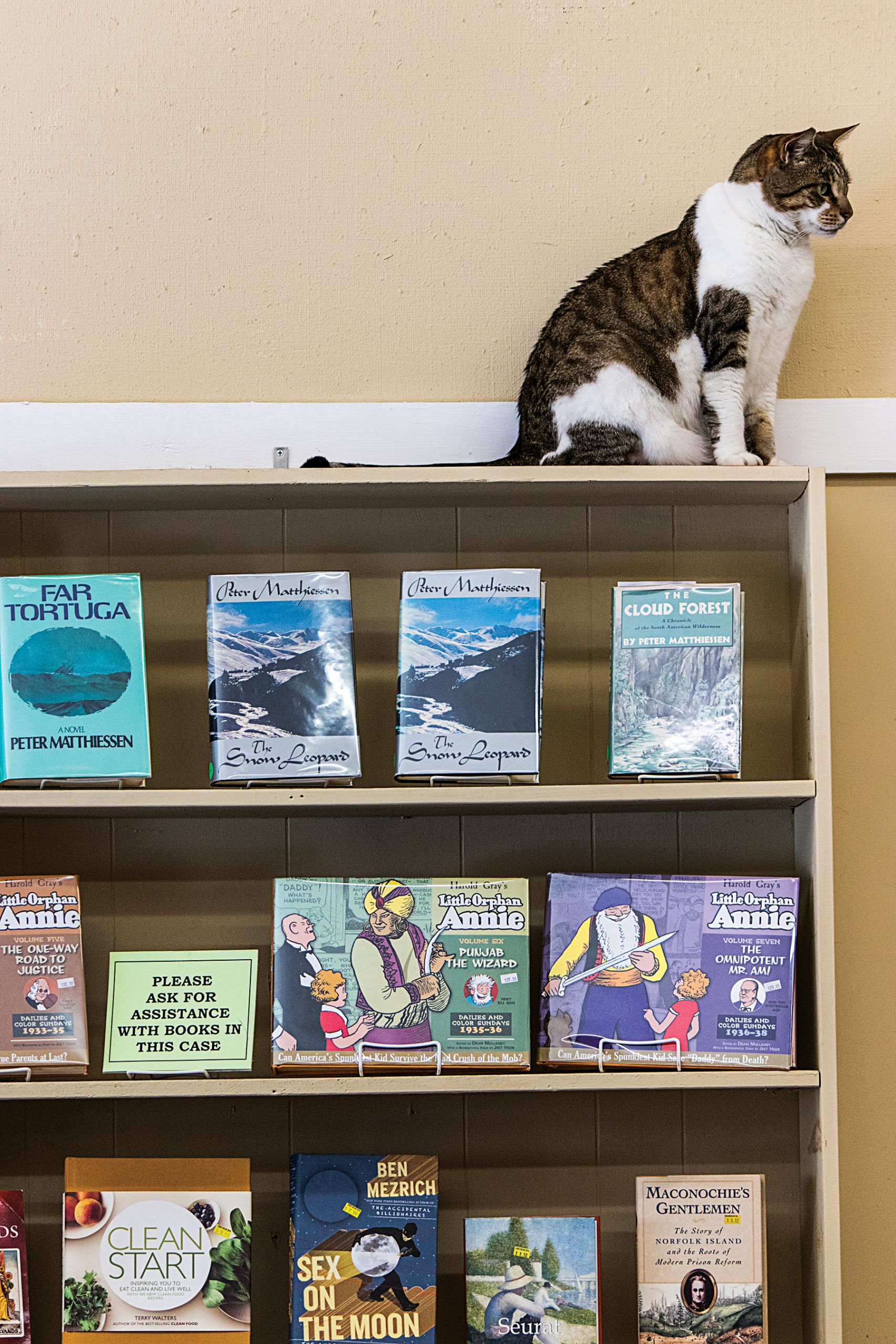 The Bookshop’s resident cats — Elmo, at right, and Red — are getting a new home with a former employee. (Photo by Jason D. Smith ’94)