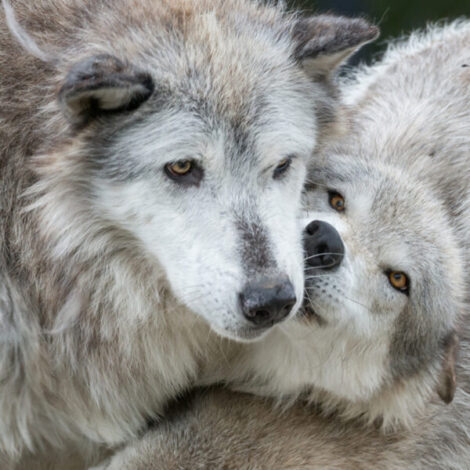 2024 Wolves and Wildlife of Yellowstone