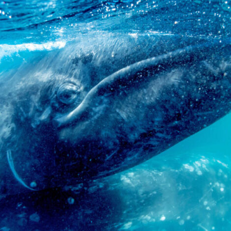 2025 Wild Baja California Escape: The Whales of Magdalena Bay